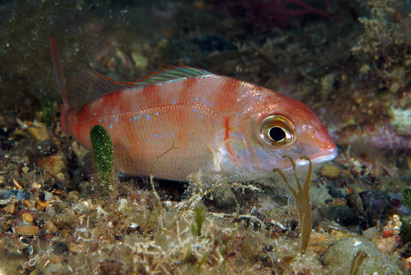 Pagrus pagrus? No, Pagellus erythrinus!
